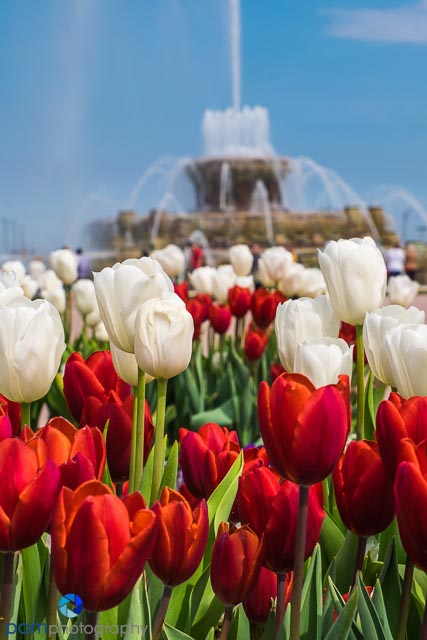 Springtime tulips at the Buckingham Fountain in Chicago